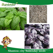 Suntoday азиатских овощей F1 гибридных органических фиолетовый зеленый базилик вода plantting семена(81005)